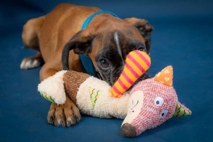 Nobby Plüschtier FUCHS für Hunde